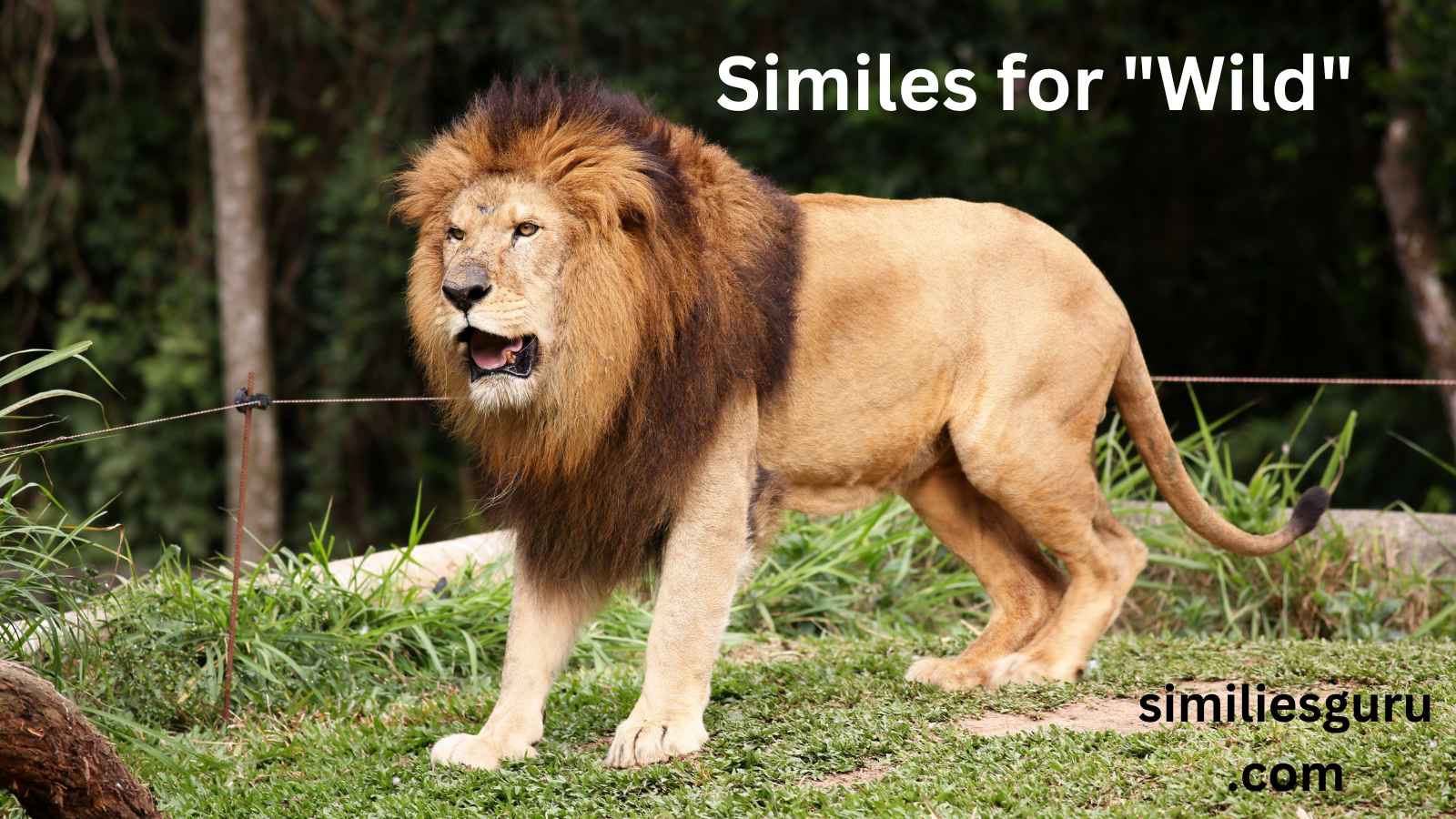 You are currently viewing 10+ Similes for “Wild”