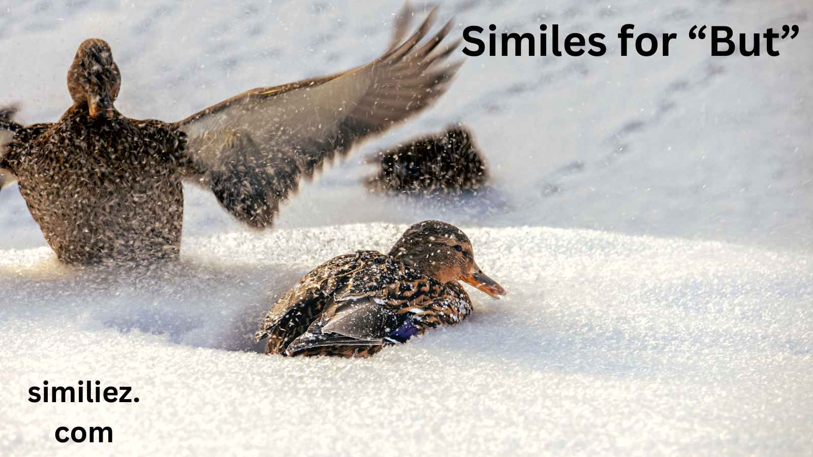 You are currently viewing 25+ Similes for “But”