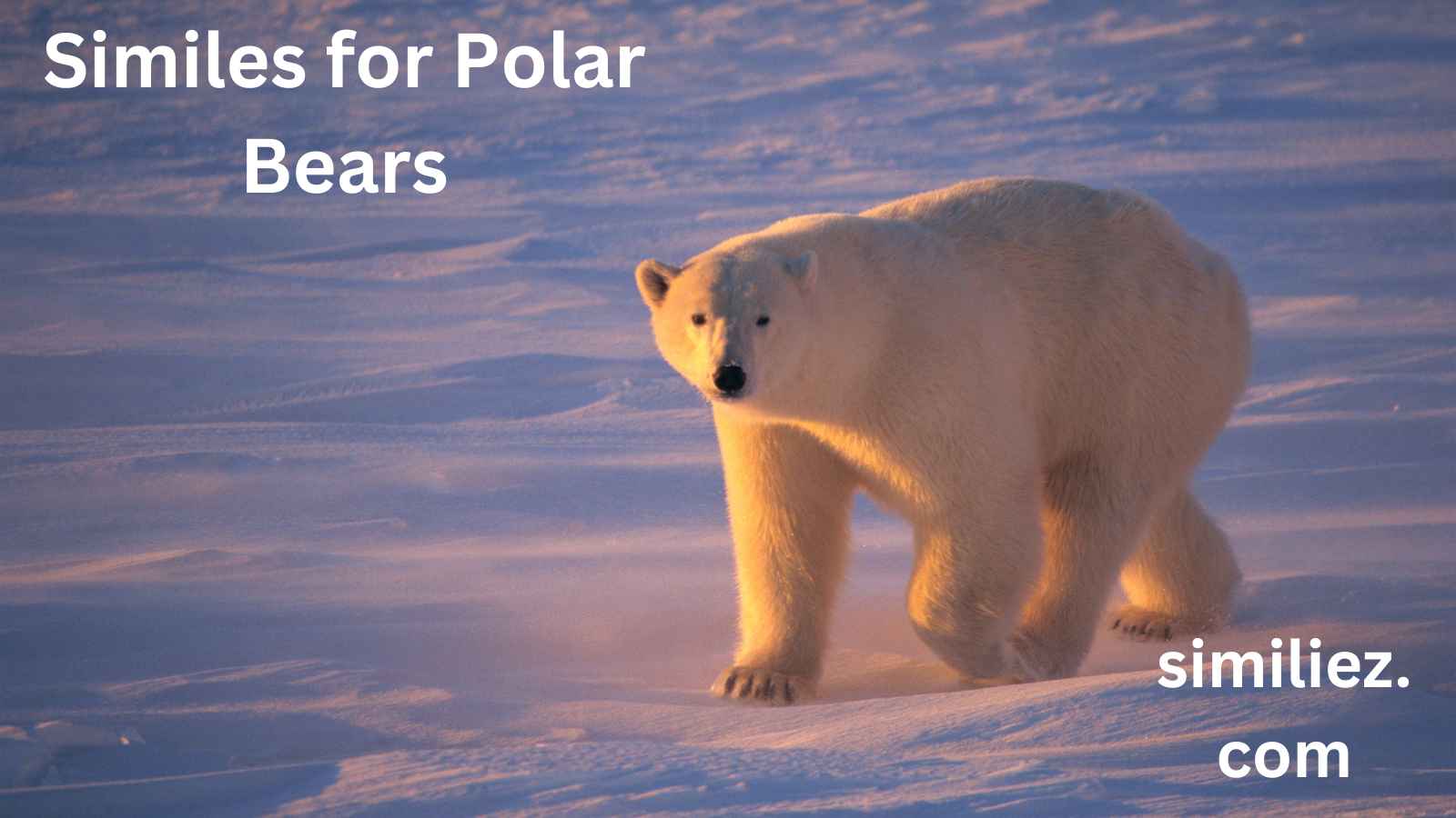 Read more about the article 20+ Similes for Polar Bears